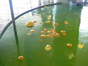yuzu ゆず湯